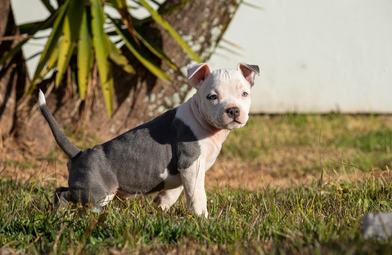 ペットとして3種類の犬種とミックス犬を販売しています | 山梨のブリーダーなら可愛い子犬や雛と出会えるDC&A