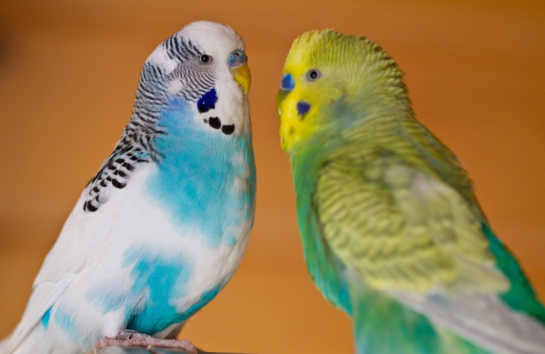 人懐っこい豊富な種類のインコを販売しております | 山梨のブリーダーなら可愛い子犬や雛と出会えるDC&A