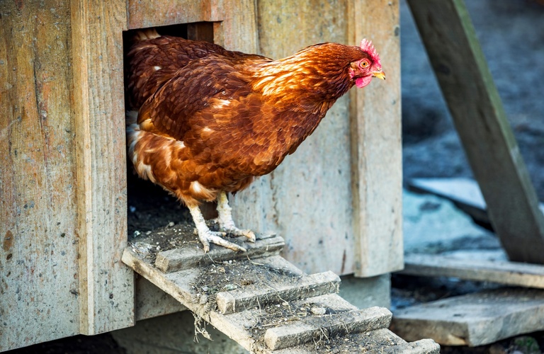 気軽に飼育できるペットとしてボリスブラウンをお迎え | 山梨のブリーダーなら可愛い子犬や雛と出会えるDC&A