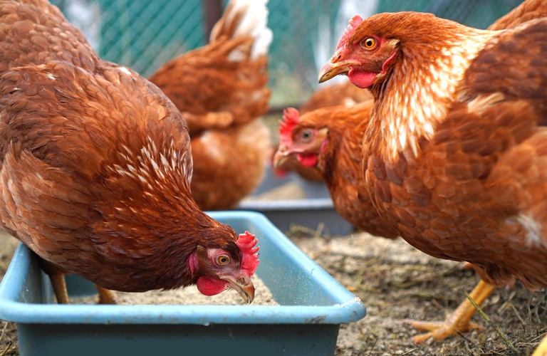 大自然で育まれたボリスブラウン・烏骨鶏の卵の販売 | 山梨のブリーダーなら可愛い子犬や雛と出会えるDC&A